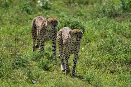 A group of cheetahs at the Ngorongoro National Park, surrounded by greenery.