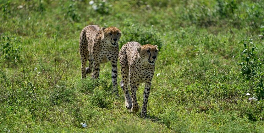 A group of cheetahs at the Ngorongoro National Park, surrounded by greenery.