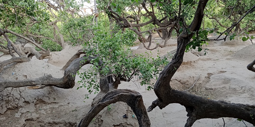 Nidhivan is a sacred forest area in Vrindavan linked to Lord Krishna's tales.