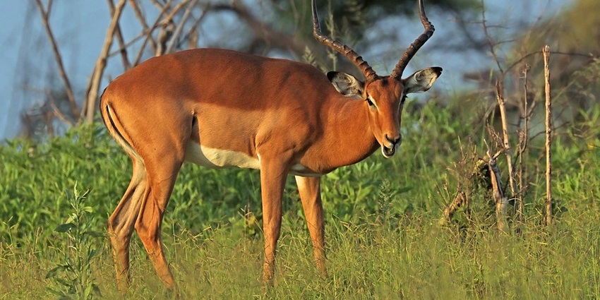 Impala (Aepyceros melampus) male at Nkasa Rupara National Park