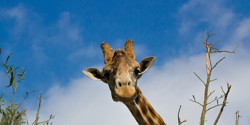 Witness camels and plant displays featured in this Fuerteventura travel guide.