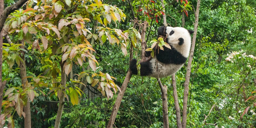 Giant Panda Pavilion is a fantastic place you can visit on your next vacation.