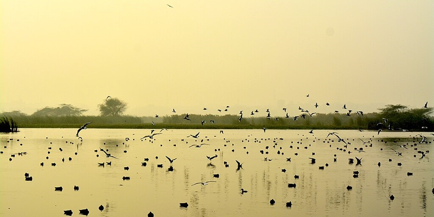 Image of Okhla Bird Sanctuary, Noida during sunset time with golden hues