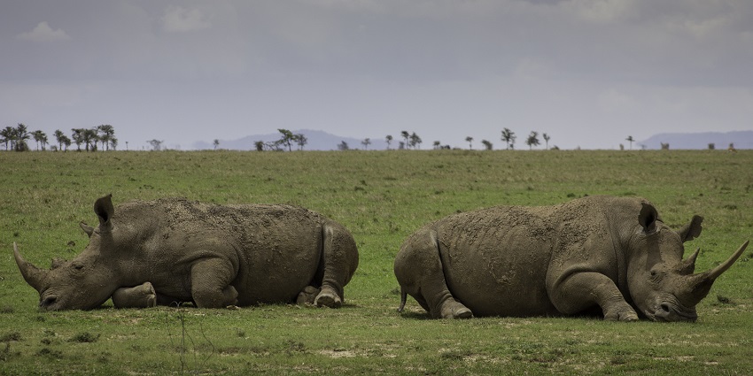 Two black rhinos lying on the land with folded toes in the Ol Pejeta Conservancy.