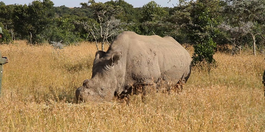 Northern white rhinoceros at Ol Pejeta Conservancy grazing in dry grass and trees.