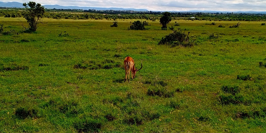 A deer can be seen feeding on the green and fresh grass in the Ol Pejeta Conservancy