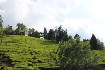 A view from the top of the scenic hills covered with clouds in Ooty, Tamil Nadu.