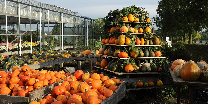 Image of a pumpkin farm with freshly organic pumpkins surrounded by lush green garden