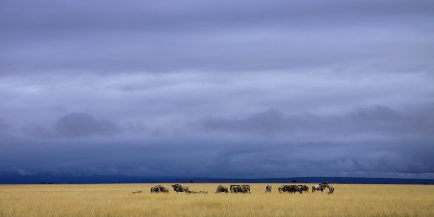 Wildebeest herd grazing in the grasslands of savannah in Amboseli National Park.