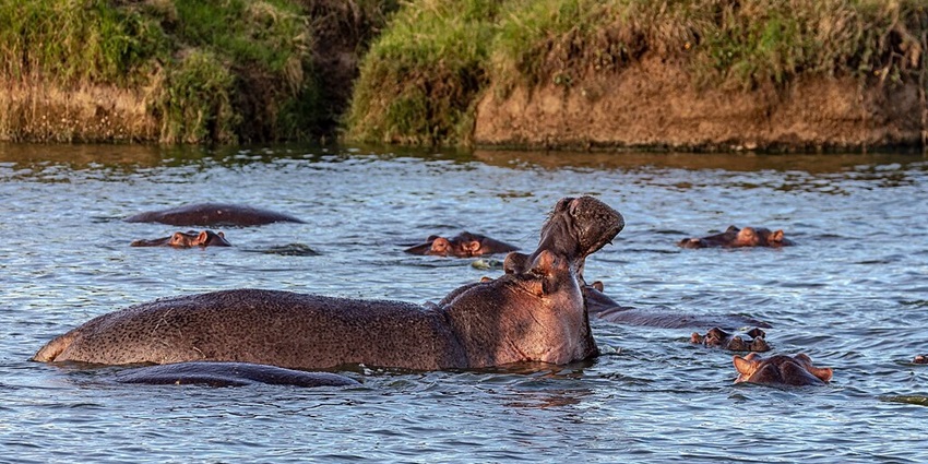 Several hippos bathing deep in the Masai River in the Masai Mara National Reserve