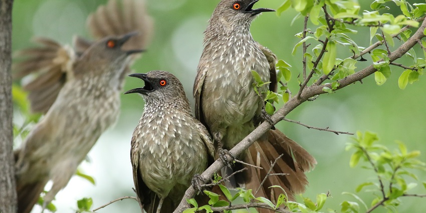 Arrow-marked Babbler,Turdoides jardineii at Hwange National Park, Zimbabwe.