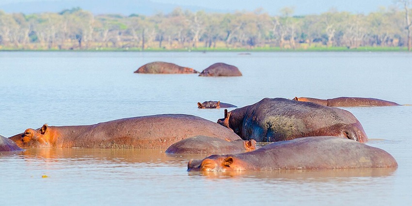 Several hippos bathing and submerged in the waters of the Selous National Park Tanzania in groups.