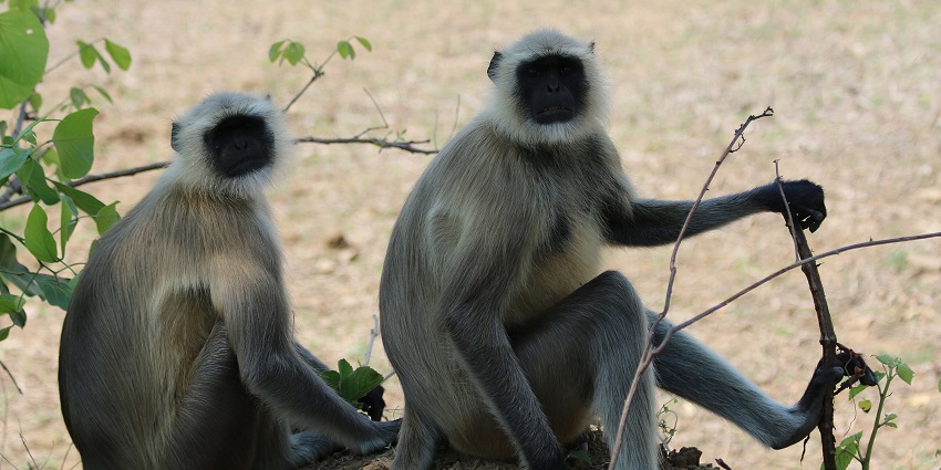 An image of Gray langur can be seen at Pawani Umred Karhandla Jungle Safari.