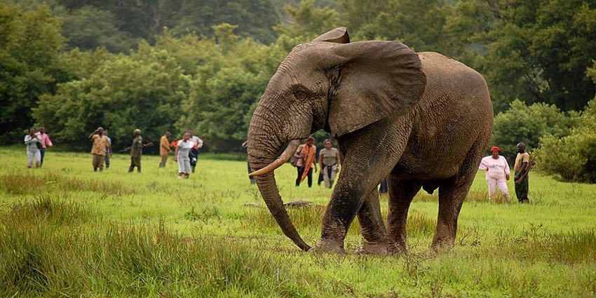 Image of the beautiful elephant in the Kakum national park in Ghana