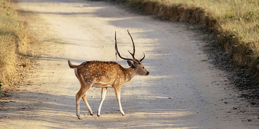 A deer spotted in Nandanvan Jungle Safari in Raipur during early morning hours