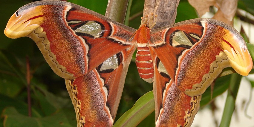 An image of a large, colourful moth at London Zoo, with intricate wing patterns resting on a plant