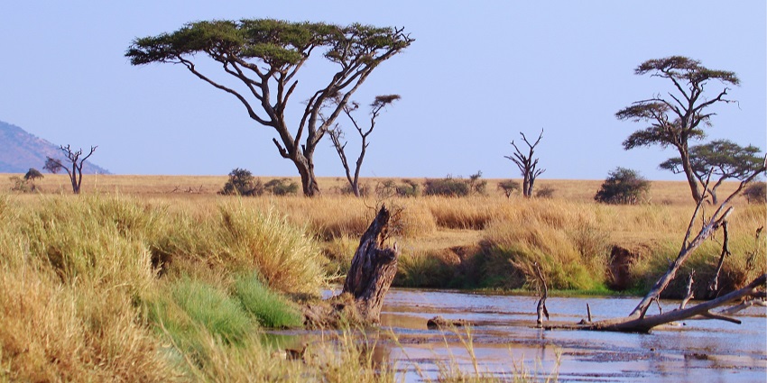 Scenic view of Serengeti National Park, Tanzania with lush greenery during day time view
