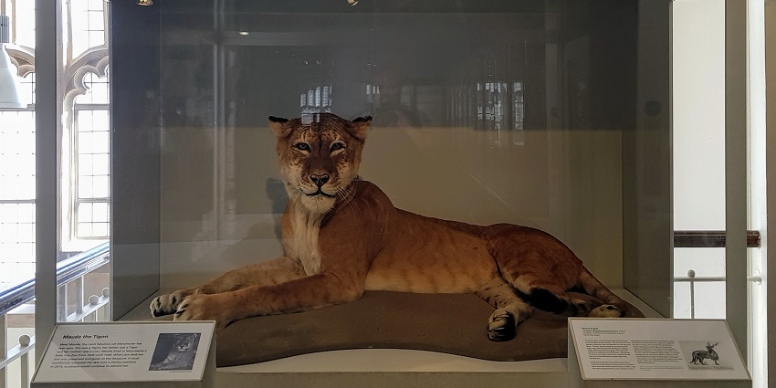 An image showing a detailed view of a tiger showcased in glass at the Manchester Museum.
