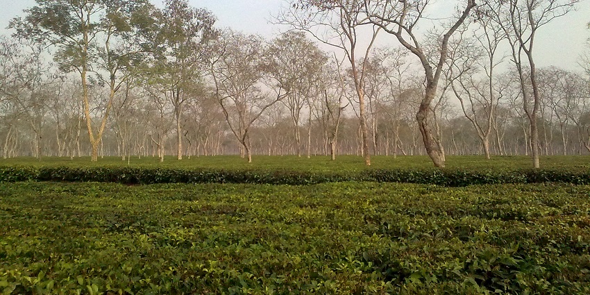 Tengapani's serene beauty blends rivers, waterfalls, and tea estates effortlessly