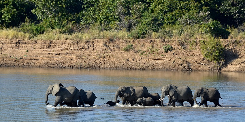 Scenic image of a group of an elephant bathing in the river in Zambia