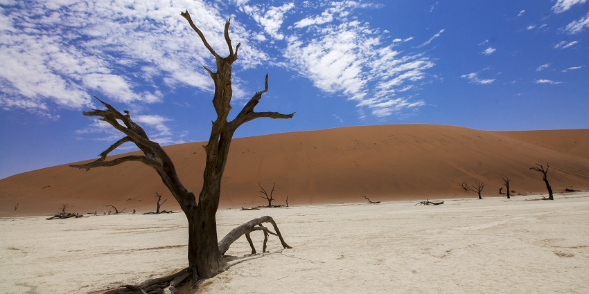 Book your desert safari in Doha in advance for the best package