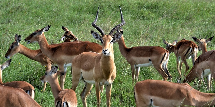 Several impalas walking together, with one in the middle staring front in the Nairobi National Park.