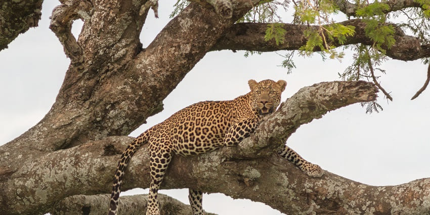 African leopard sitting on a thick branch of a tall tree in Tarangire National Park.