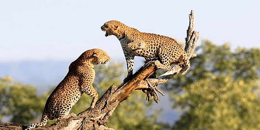 Image of two cheetahs in their natural habitat playing a dead tree branch