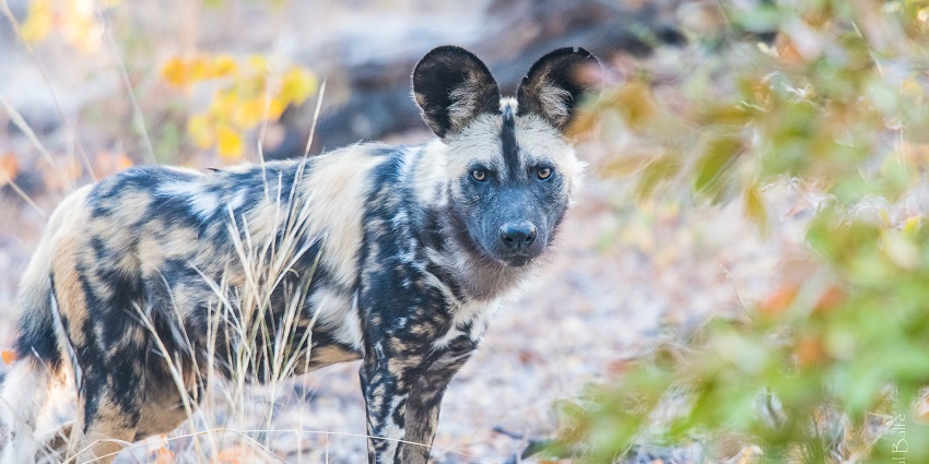 The picture of the African wild dog known as the Painted Dog Conservation Centre in Zimbabwe.