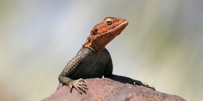 The picture of the Namibian Rock Agama in Palmwag Nature Reserve, Namibia.