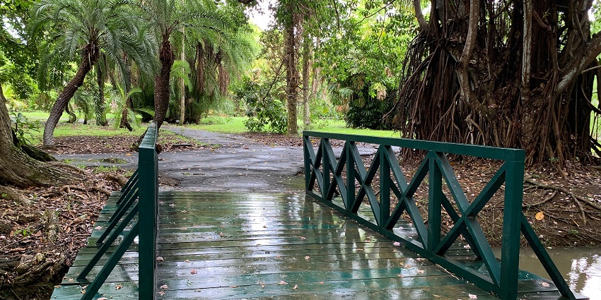 Pamplemousses botanical garden, a place to celebrate valentine's day in Mauritius.