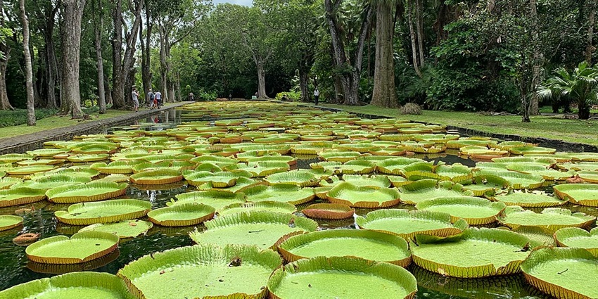 A pond in the Pamplemousses Botanical Garden is fully covered by Victoria cruziana leaves.