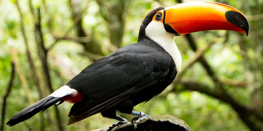 Many birds found at a bird sanctuary near Iguazu Waterfalls