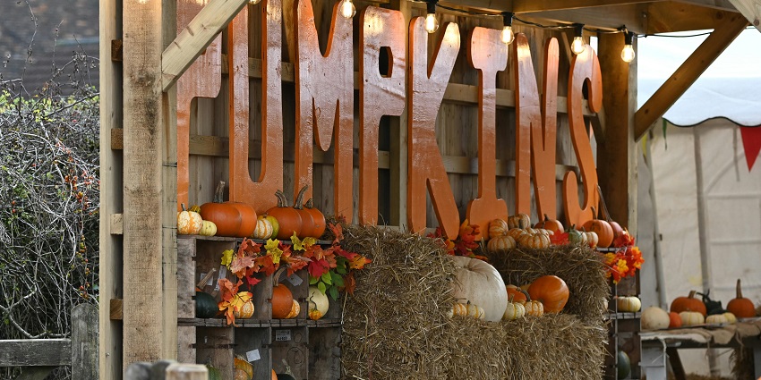 Image of a pumkin stall - Harvest Festivals Miami is a festival that brings people together
