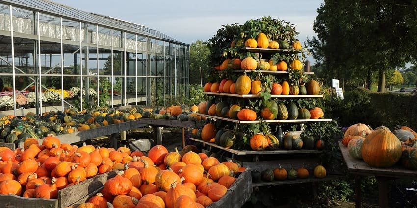 Farmers also are involved in the process of distribution, especially in the festival known as the Harvest Festival of Canada.