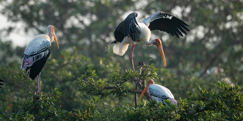 migratory birds sitting on trees at patna bird sanctuary - places to visit near agra within 100 kms