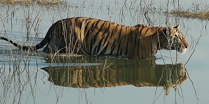 An image of a Tiger crossing the river quietly at Karmazari Pench National Park.