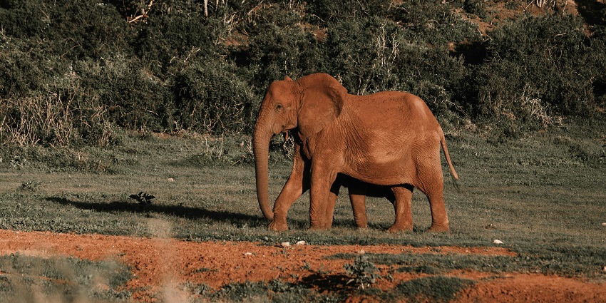 The sanctuary offers ethical elephant interactions and care, featured in the Phuket travel guide.