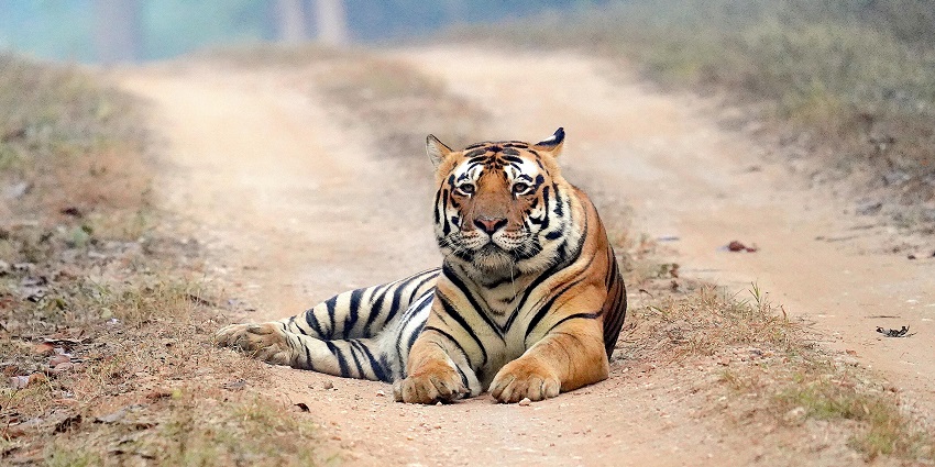 Experience the adventurous side of Bareilly with your partner at Pilibhit tiger reserve.