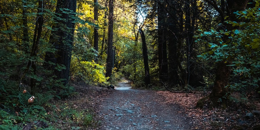 Hiking trails for trekkers in Pinnath, an adventurous venture.