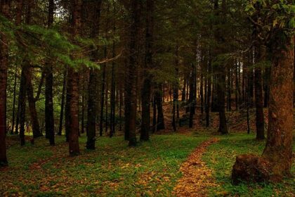 experience the utmost peace at nature’s lap with these places to visit in binsar