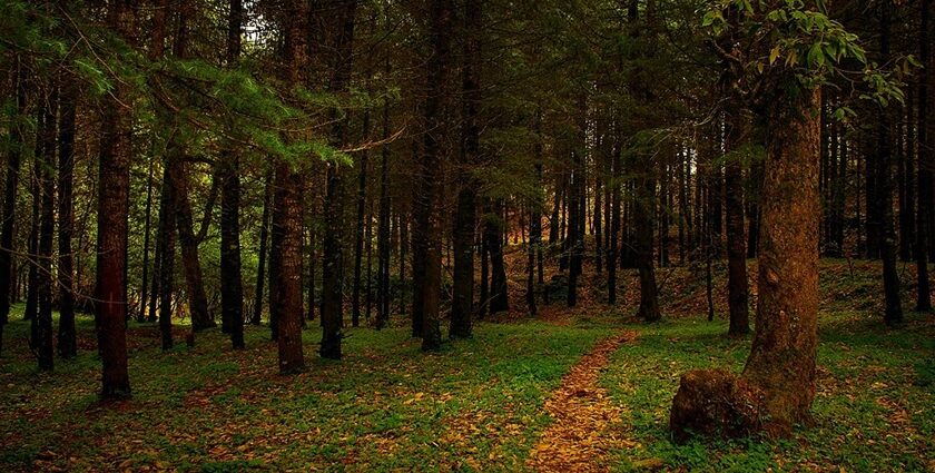 experience the utmost peace at nature’s lap with these places to visit in binsar