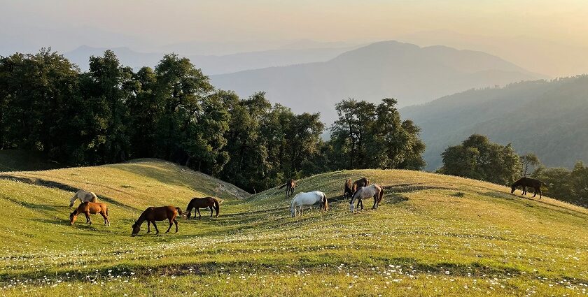 Experience the best of nature at these places to visit in Dehradun with family.