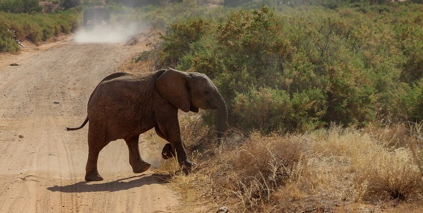 A giraffe is hovering over the Mount Kenya National Park with a backdrop of Nairobi