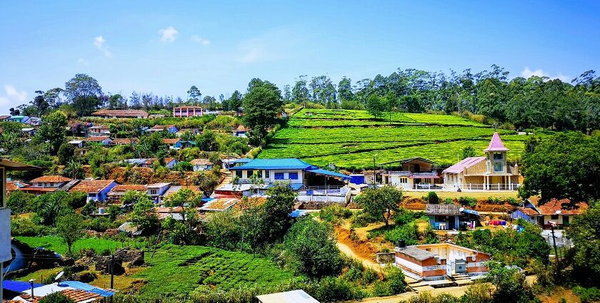 An image of Kotagiri featuring lush green hills, misty mountains, and colourful flowers.