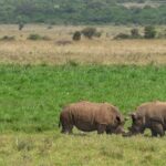 A Rhino with outstretched grassland where rhinos are gracing