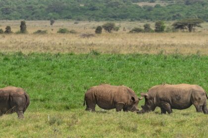 A Rhino with outstretched grassland where rhinos are gracing