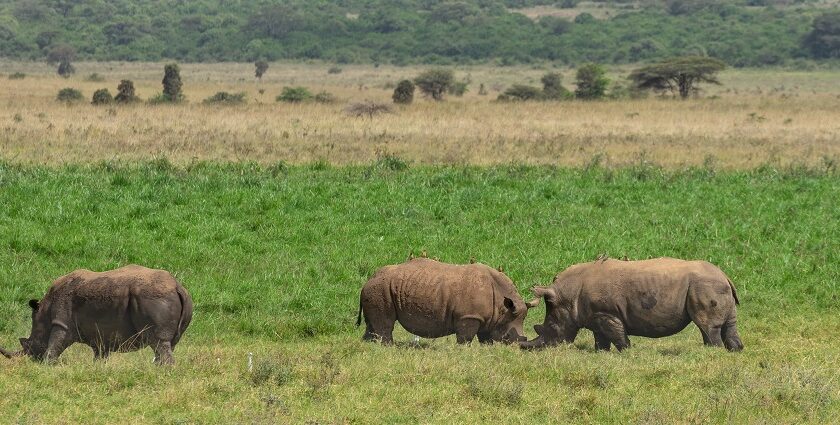 A Rhino with outstretched grassland where rhinos are gracing