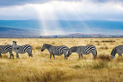 An image of ngorongoro crater, Tanzania a herd of black and white Zebras