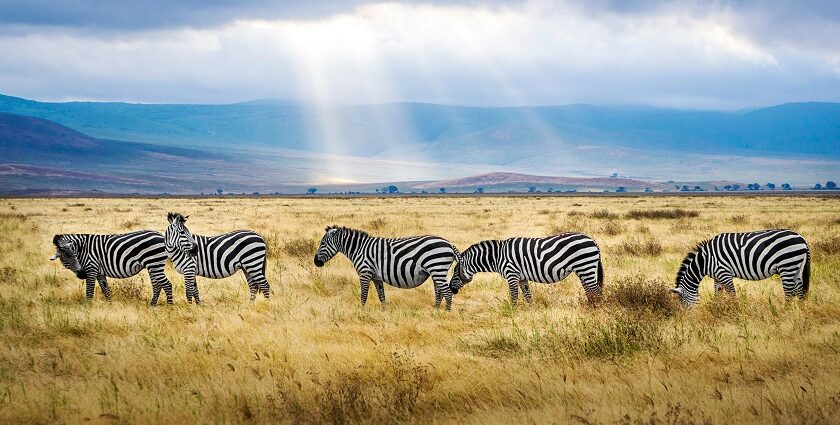 An image of ngorongoro crater, Tanzania a herd of black and white Zebras